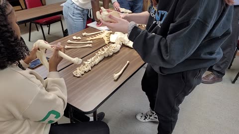 Anatomy and Physiology Lab March 18