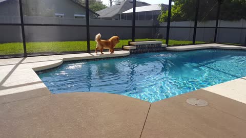 Missy and the Pool