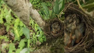 See How Birds Feed Their Young