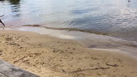English Mastiff's chasing waves at the lake!