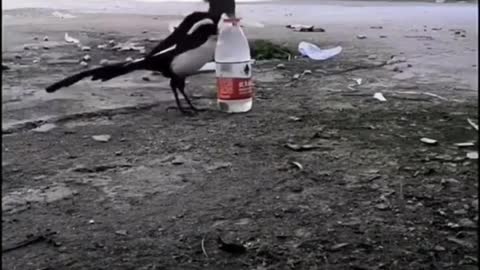 Crow adding rocks to a bottle in order to drink from it.