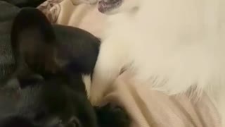 French bulldog and Japanese Spitz loving on each other