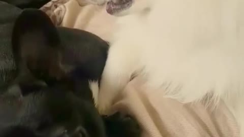 French bulldog and Japanese Spitz loving on each other