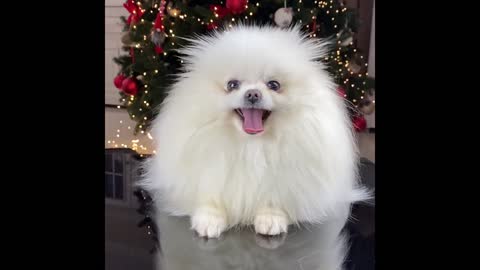 Snow-white Pomeranian, very beautiful, do you like it