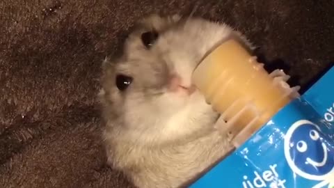 Hamster feeds herself baby food! cute!