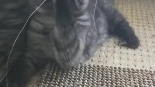 Slow Motion Caty Playing
