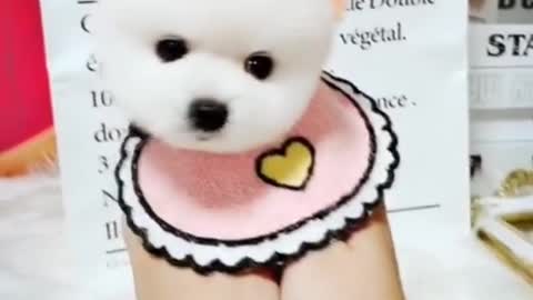 cutest dog that make you feel lovely _ funny animals video