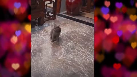 Cat and Dog Playtime: Watch the Dog Spin in Circles! 🐾😺🐕