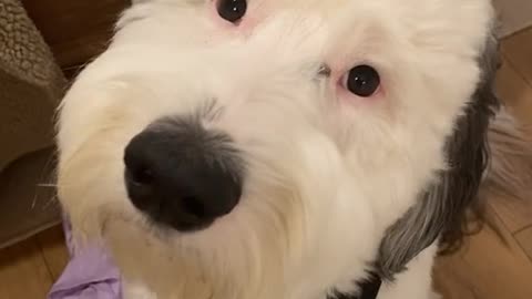 Dog trying to understand what his owner is talking about