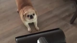 Pug Puppy Absolutely Loves To Get Herself Vacuumed