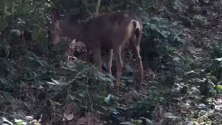 Deer in the Hills