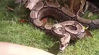 Man Bit by a Non-Venomous Snake