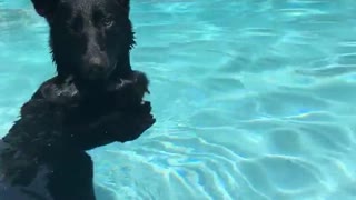 Black german shepard stands in pool