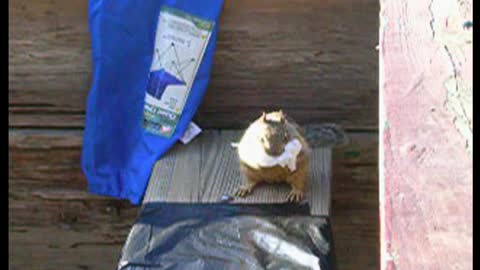 Squirrel Stuffs Entire Plastic Bag In Its Mouth