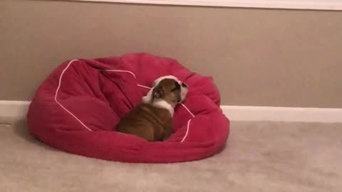 Exhausted Bulldog Puppy