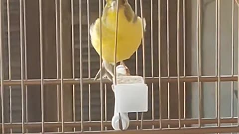 belgian canary singing a lot