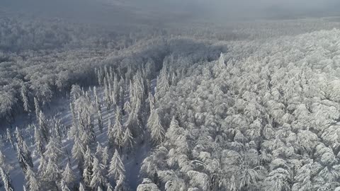 Snow view in the forest