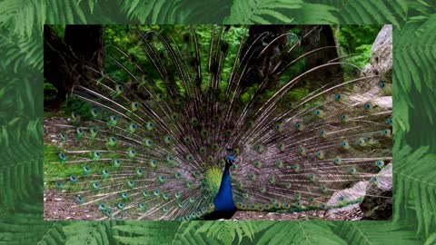 Pavo Real