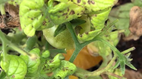 Infection dry tomato plants amazing