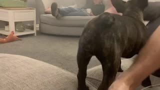 French bulldog puppy playfully attacking owners feet