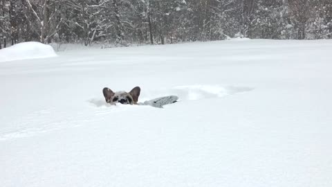 Deep snow not enough to hold back puppy