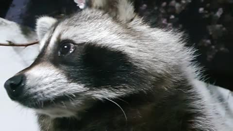 Raccoon hugged his brother at night and went out to see the cherry blossoms.