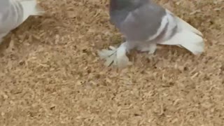 Saxon monk pigeons