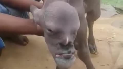 Human goat' with man's face_ Mutant animal terrifies whole village