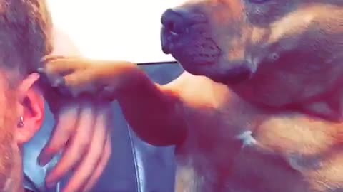 Brown dog plays with his owner