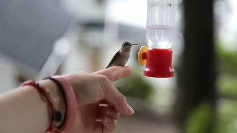 Very cute thirsty hummingbird drinking its water