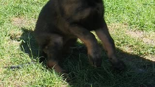 Simple Obedience German Shepherd Dog Puppy Learn Down command