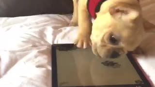 Puppy does extreme gaming on owner's tablet