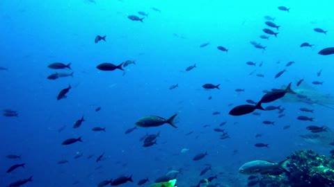 Stingrays in perfect formation drift past thrilled scuba diver in the Galapagos