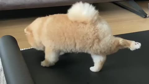 dog stretches his legs on owner's yoga mat - dog stretches his legs on owner's yoga mat -