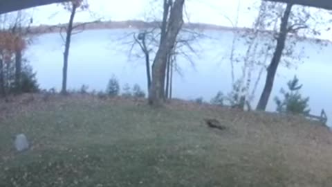 Rare footage of a flying turkey captured on security camera