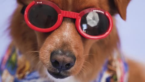 funny dog summer with glassess red best friends