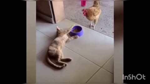 Most Funny Animal Video Part -1😺🐶