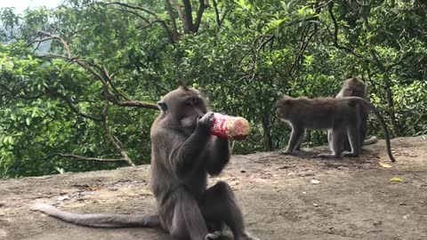 Monkey is drinking aTea