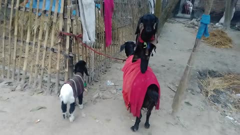 Two baby goats are drinking their mother's milk and playing on their mother's back.