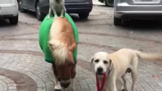 Just a dog riding a pony walked by another dog
