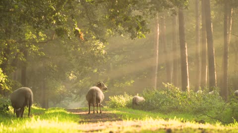 sheep morning sunray