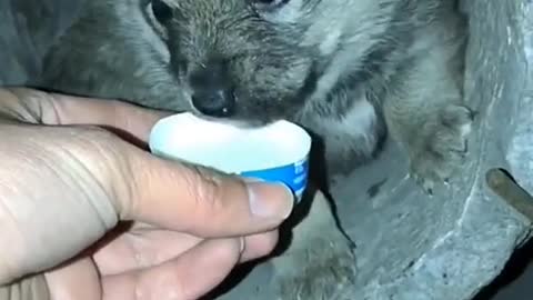 Helping and feeding the roadside puppy