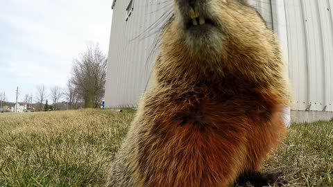 Tímida marmota es demasiado curiosa para resistirse a la cámara