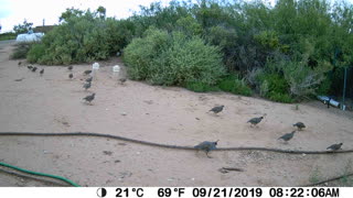 Herd of Quail