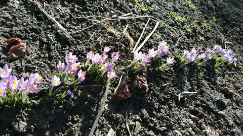 Wonderfull nature, bees flying over new flowers VERY INTENSE