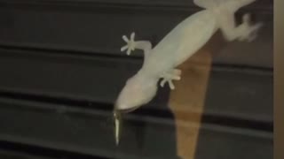 Gecko vs Stink Bug
