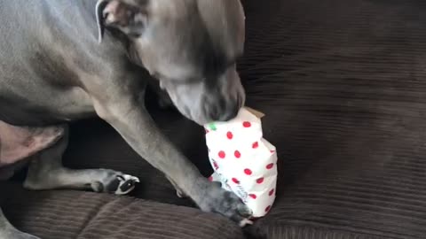 Pitbull Pup Opens His Present