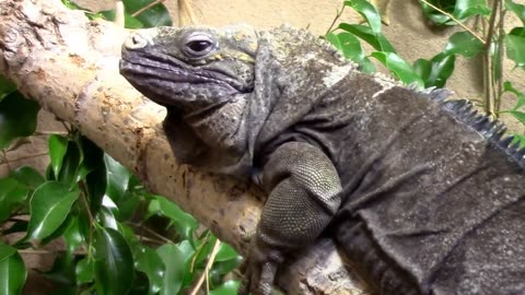 Critically Endangered Jamaican Iguana - Only 150 Left in Wild!