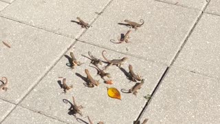 Sharing Lunch with Cute Florida Lizards