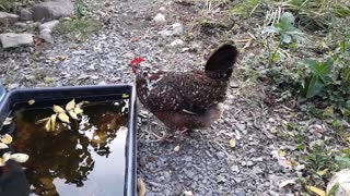 How chickens drink (water).